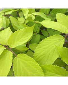 Spikenard 'Sun King' 1G