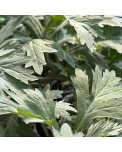 Mugwort 'Silver Lining' 1G