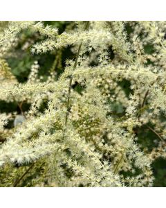 Goats Beard 'Chantilly Lace' 1