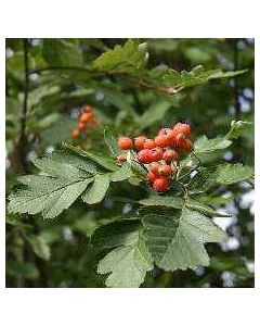 Oakleaf Mountain Ash