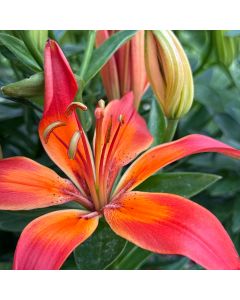 Asiatic Lily 'Matrix' 1G
