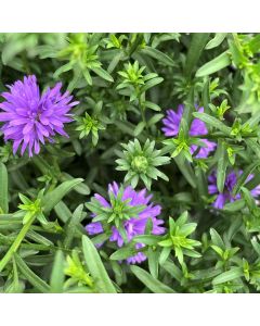 10" Aster 'Dragon'