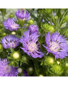 Stokes Aster 'Peachie Pick' 1G
