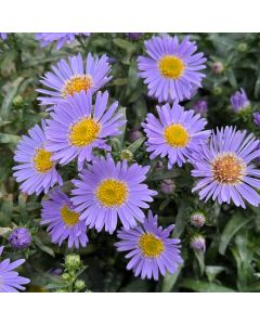 Aster 'Wood's Blue' 1G