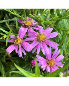 Aster 'Wood's Pink' 1G