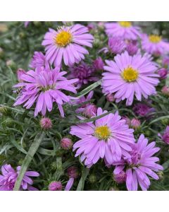 Aster 'Wood's Pink' 1G