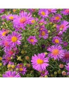 Aster 'Wood's Purple' 1G