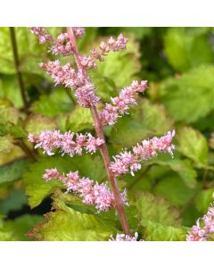 Astilbe 'Amber Moon' 1G