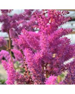 Astilbe 'Amethyst' 1G