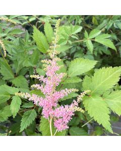 Astilbe 'Bressingham Beaut' 1G