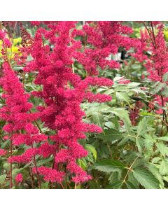 Astilbe 'Fanal' 1G