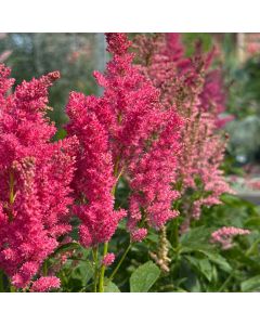 Astilbe 'Fireberry' 1G
