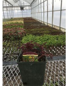 Astilbe 'Delft Lace' 1G