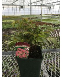 Astilbe 'Ostrich Plume' 1G