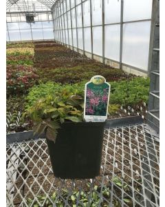 Astilbe 'Pumila' 1G