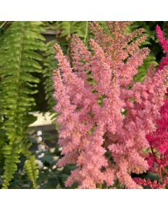 Astilbe 'Sprite' 1G
