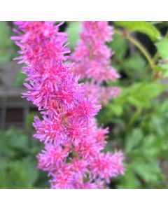 Astilbe 'Visions' 1G