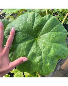 Astilboides tabularis 1G