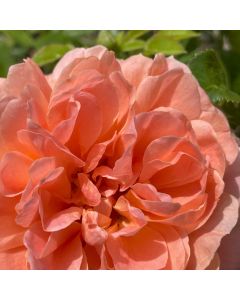 At Last Shrub Rose