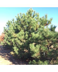Austrian Pine