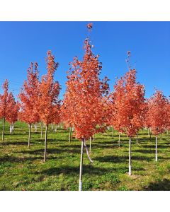 Autumn Blaze Maple