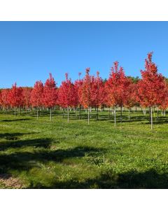 Autumn Blaze Maple