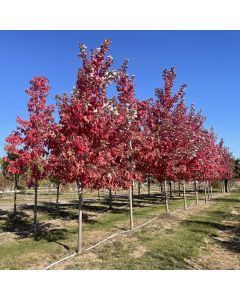 Autumn Blaze Maple