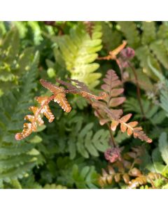 Fern 'Brilliance Autumn' 1G