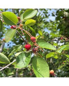 Ballerina Serviceberry Clump