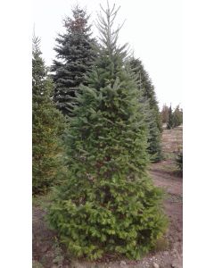 Balsam Fir