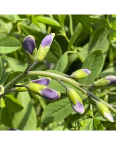 False Indigo 'Blue Bubbly' 2G