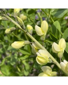 Flase Indigo 'Pink Lemon' 2G