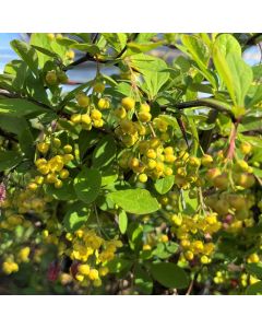 Emerald Carousel Barberry