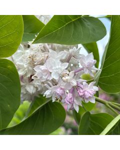 Beauty of Moscow Lilac