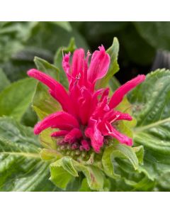Bee Balm 'Cerise' 1G