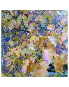 Rohani Beech