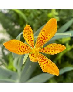 Blackberry Lily 1G