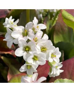 Bergenia 'Bressingham White 1G