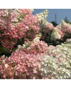 Berry White Hydrangea Standard