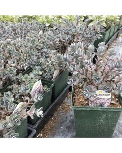 Stonecrop 'Bert Anderson' 1G