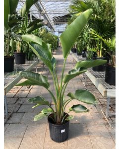 Bird Of Paradise 12" (3PPP)