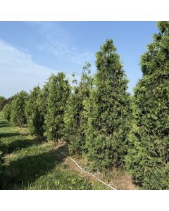 Black Cedar