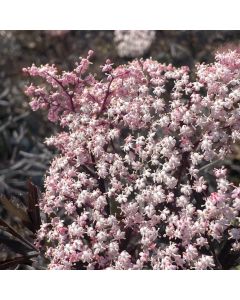 Black Lace Elderberry