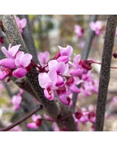 Black Pearl Redbud