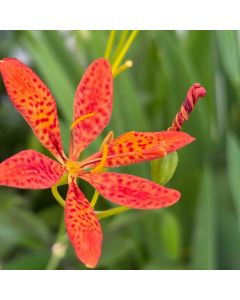 Blackberry Lily 1G