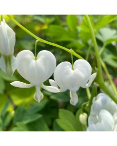 Bleeding Heart 'Alba' 1G