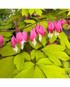 Bleeding Heart 'Gold Heart' 1G