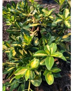 Blondy Euonymus
