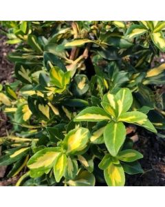 Blondy Euonymus