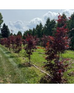 Bloodgood Japanese Maple